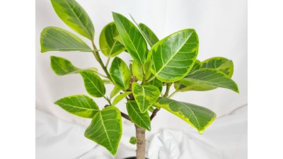 🌿우리집 녹색 정원, 뱅갈고무나무 특가 득템 후기!